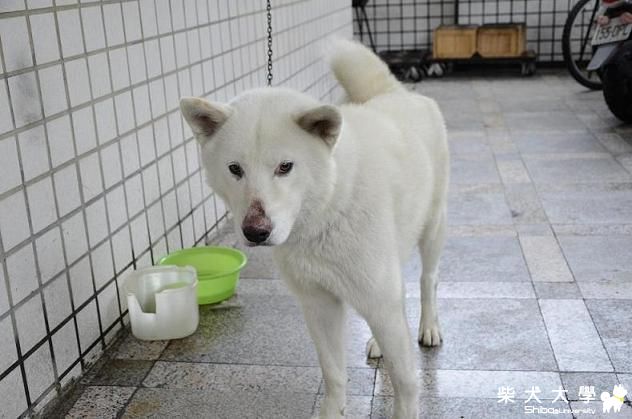 【基隆市】彰化市 市區 白柴犬   請大家幫幫忙~(原發表者:麻糬媽)