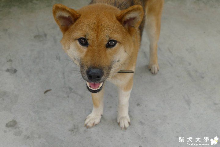 【基隆市】急需中途或領養的母柴!(原發表者:antibes)