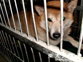 【基隆市】台北市動物保護處(原發表者:nightku)