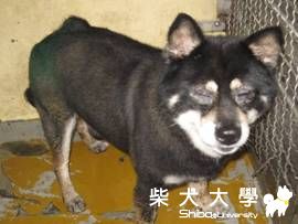 【基隆市】桃園縣政府動物防疫所(原發表者:nightku)