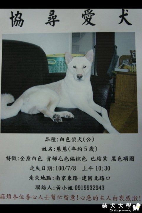 【基隆市】拜託大家幫忙尋找一隻白柴(原發表者:毛弟麻)