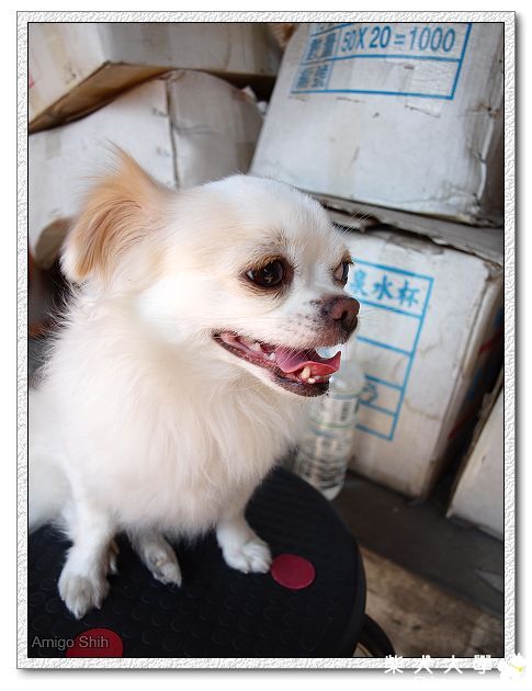 【基隆市】拜託協尋吉娃娃米克斯(原發表者:豪邁麻麻)