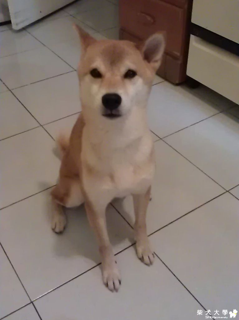 【基隆市】(10/31小柴回家了)板橋區玫瑰公園-新海路一帶瘦赤柴(原發表者:hero)