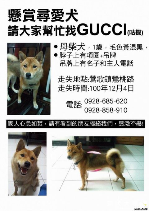 【基隆市】代po~~鶯歌鎮鶯桃路455巷附近~~母柴犬走失~~(原發表者:sushi)