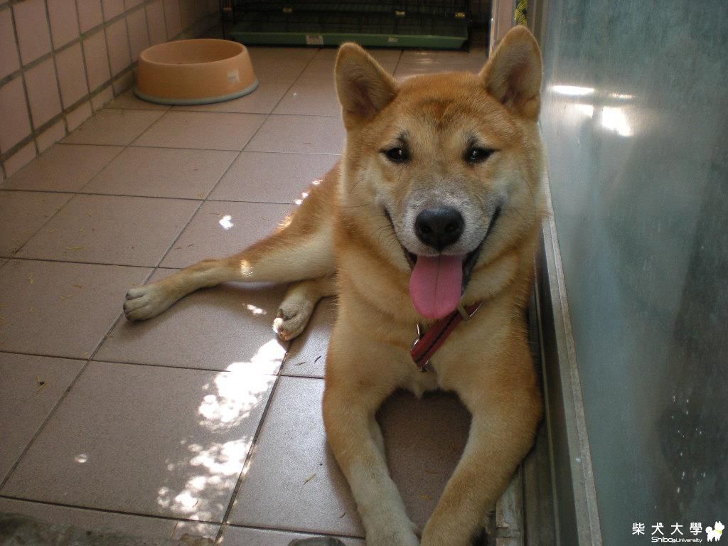 【基隆市】潮州鎮柴犬公走失(原發表者:hebe033)