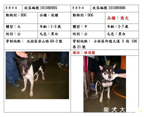 【基隆市】綠項圈的黑柴在內湖收容所<公>8/9號進去的(原發表者:soarwu)
