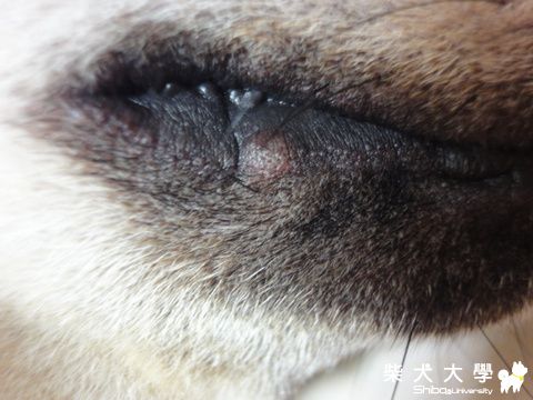 不會吧~異常皮膚組織又長囉!(原發表者:澎將哥)(醫療保健)