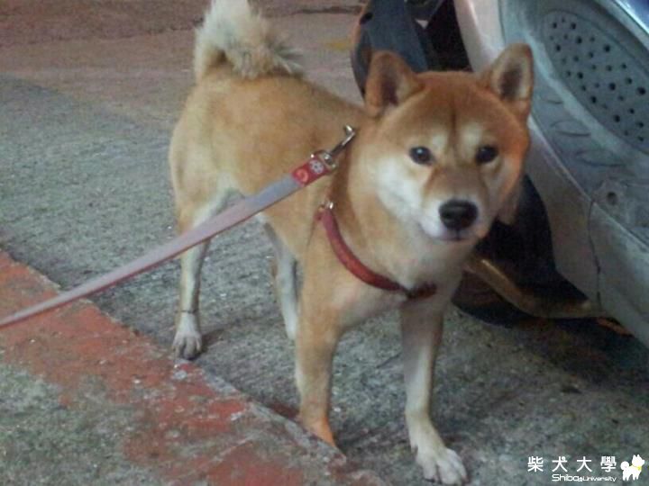 【基隆市】復興南路拾獲公赤柴(原發表者:小麵包的麻)