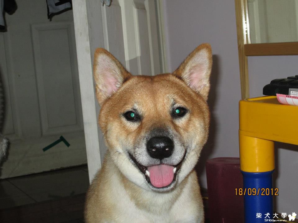 【基隆市】幫我找尋豆豆!!(原發表者:柴犬11)
