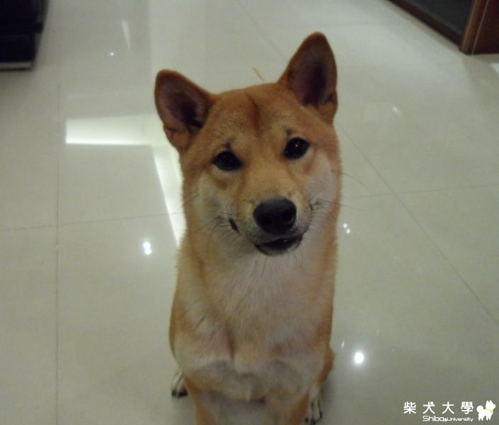 【基隆市】忍痛割愛,請有愛心的人幫忙照顧(原發表者:Mie66301)