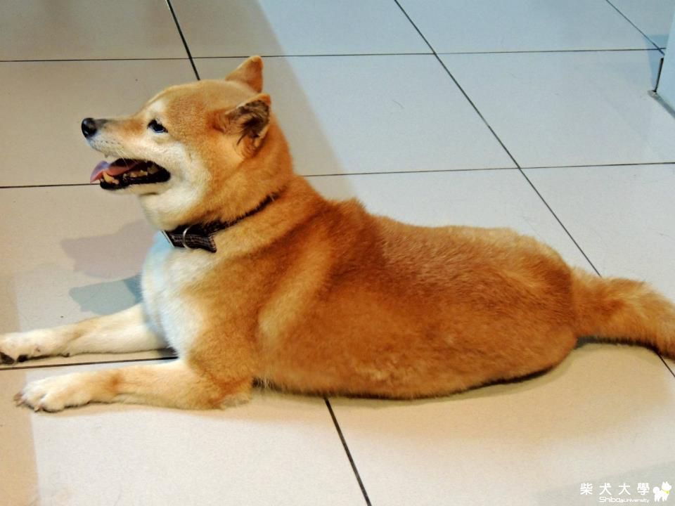 【基隆市】===急尋愛犬(黃柴)===找到了!!!!!!(原發表者:滷蛋拔)