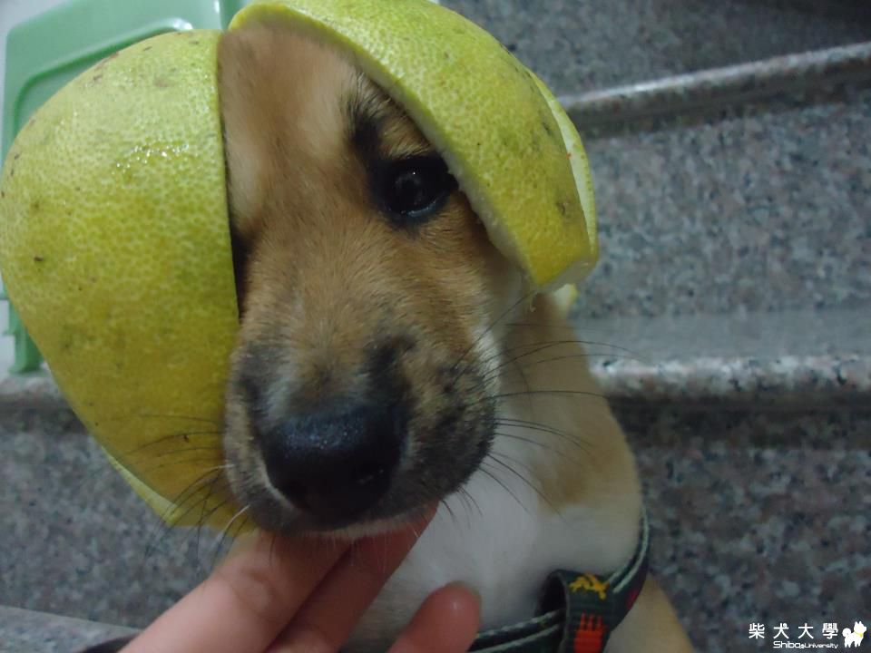 【基隆市】4個月大混種柴犬送養(原發表者:yirur)