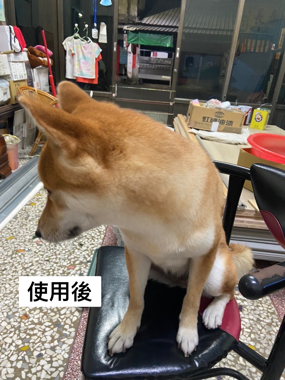 [開箱分享]柴犬球球｜使用woofield膠原蛋白心得分享