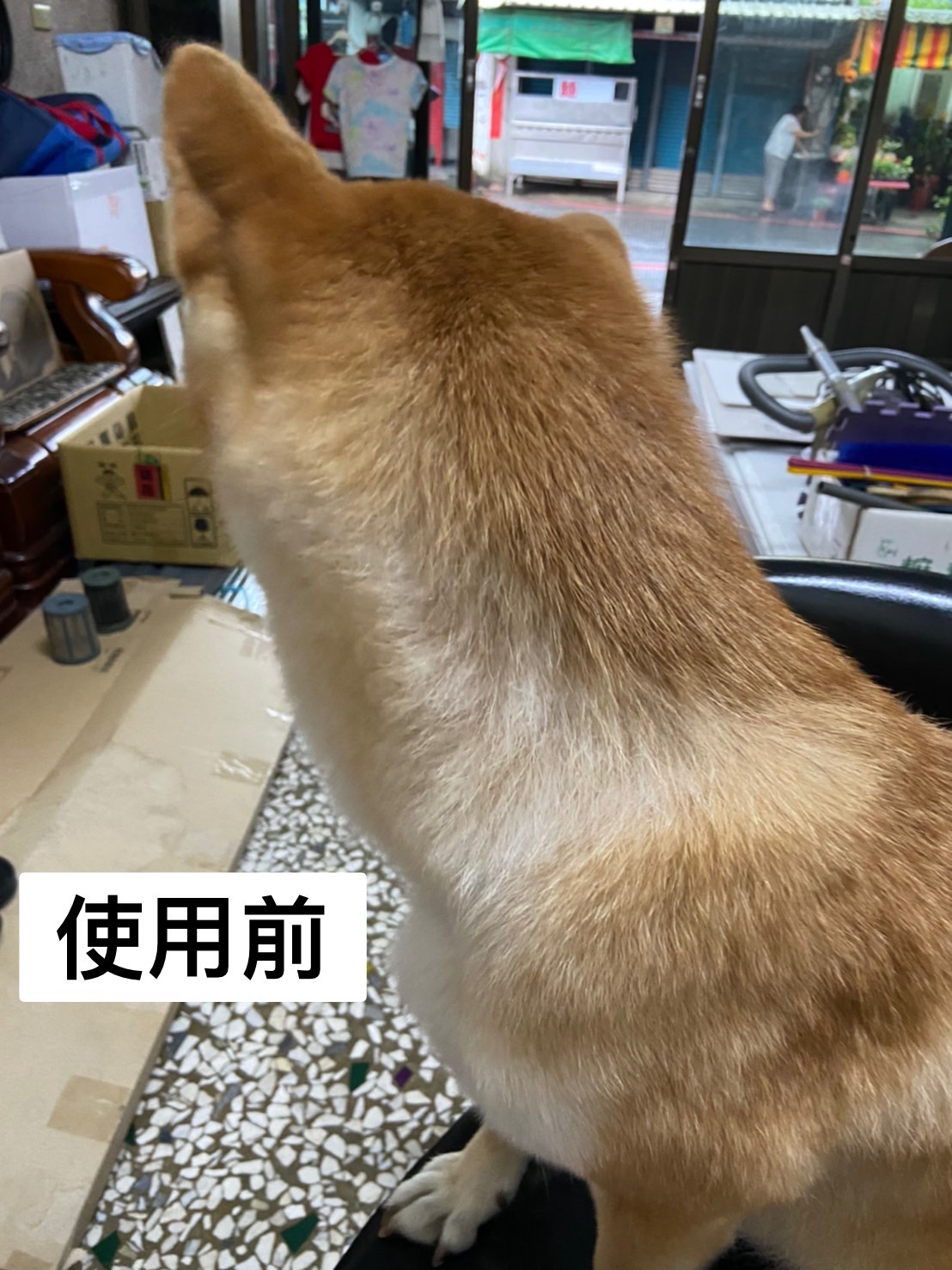 [開箱分享]柴犬球球｜使用woofield膠原蛋白心得分享