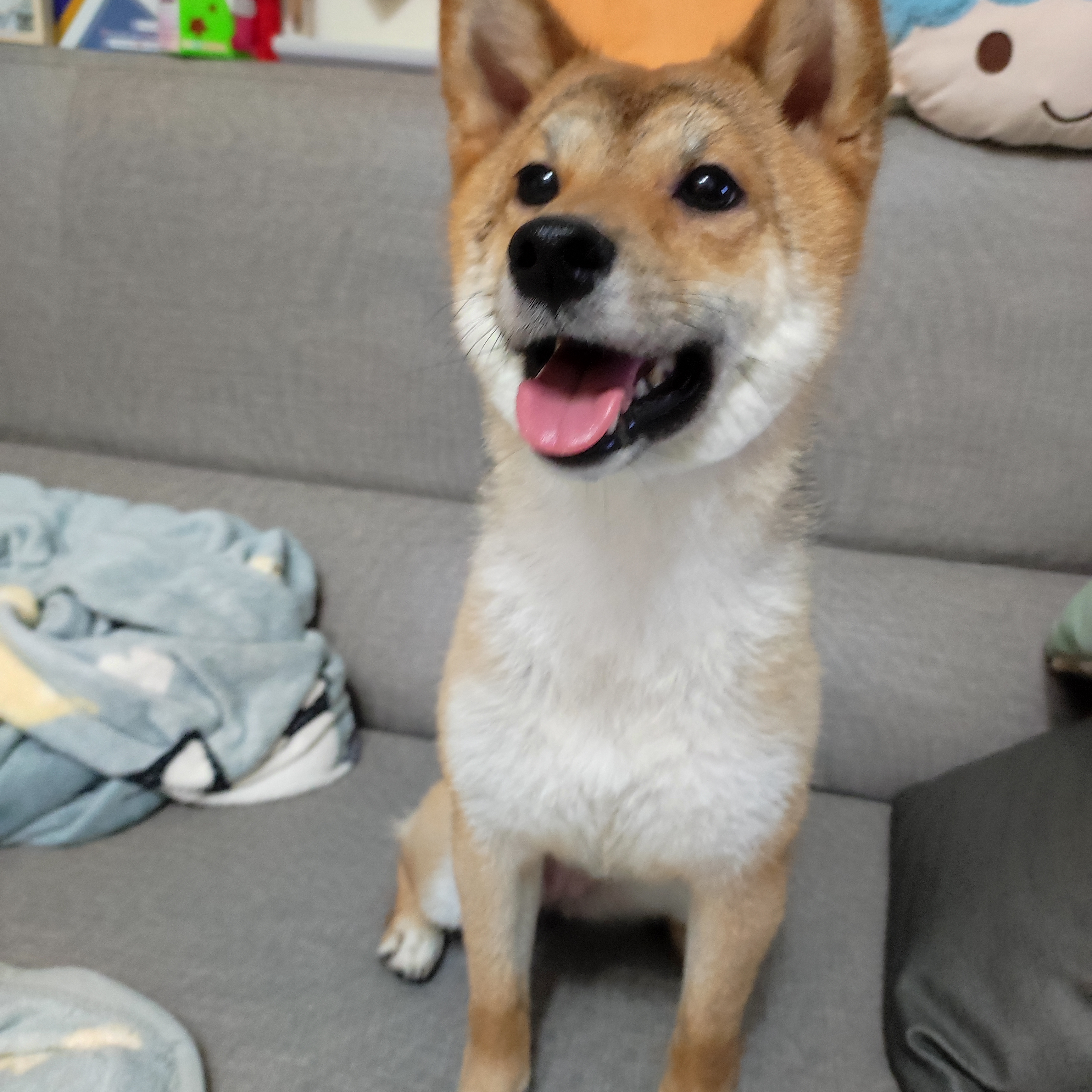 [開箱分享]柴犬糖糖｜柴犬大學試用心得分享