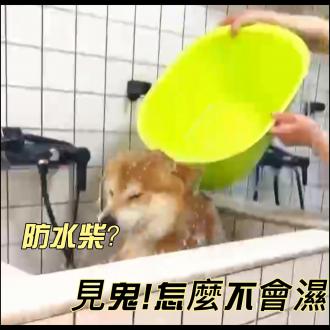 為什麼柴犬的毛，有一點防水？(柴老大新聞台)