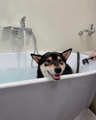 柴犬Bebe& Siri｜100元的體驗洗澡澡分享！(開箱分享)