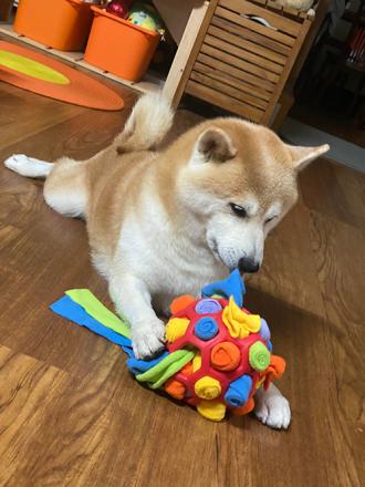 滿足柴犬好奇心的嗅聞玩具｜嗅聞炸炸球(開箱分享)