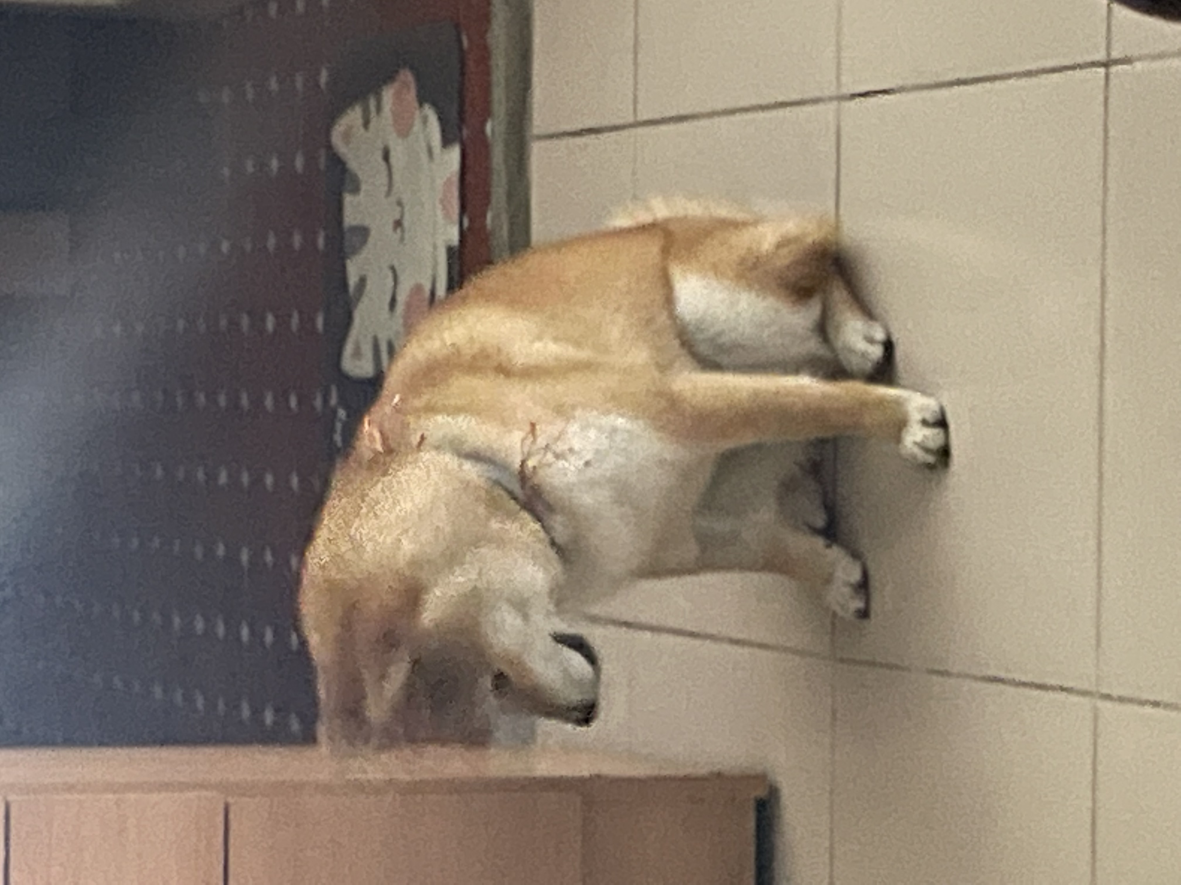 [開箱分享]柴犬朵拉｜去除異味真簡單