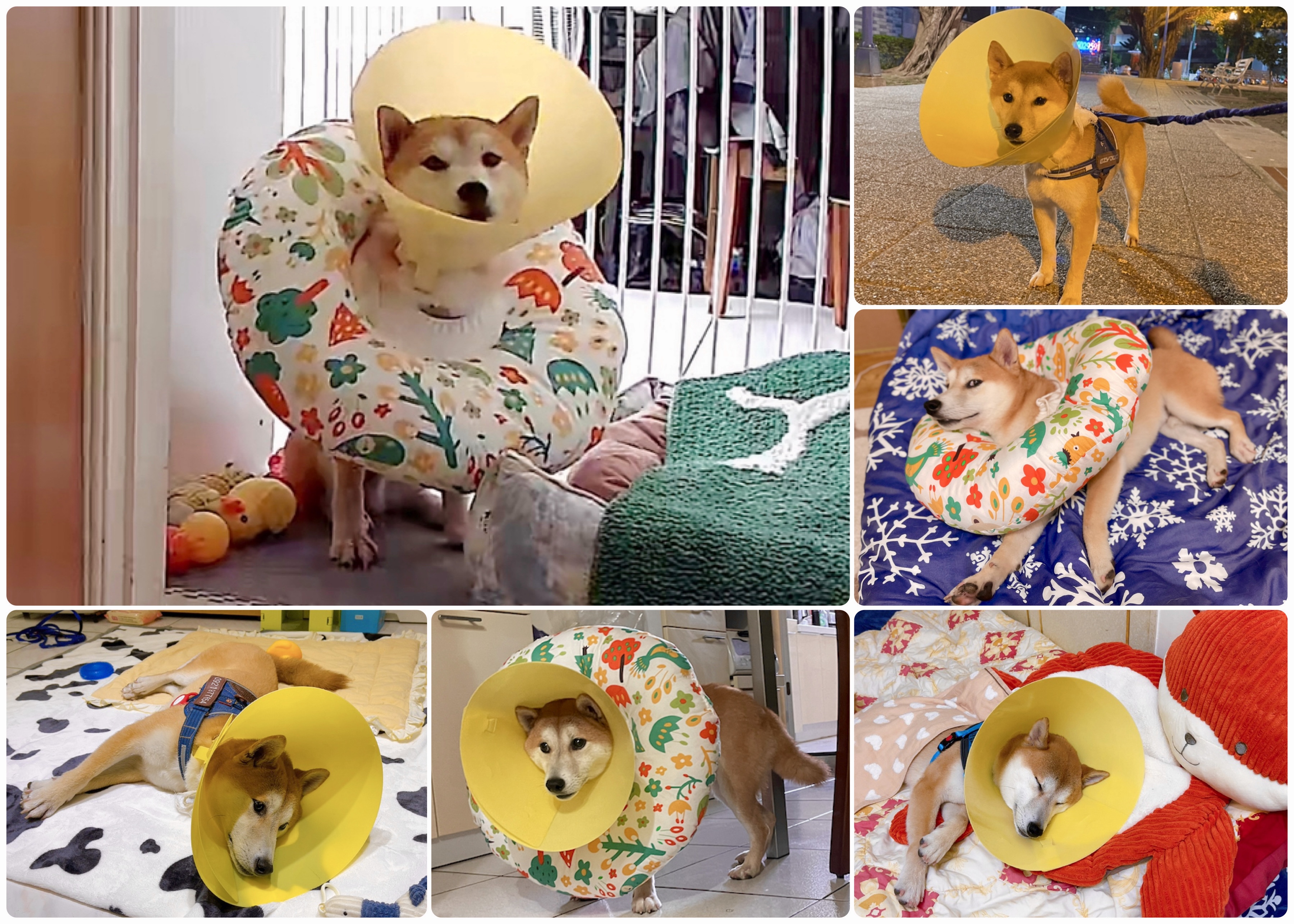 [開箱分享]治癒趾間炎的法寶【黃金盾】寵物傷口潔療噴劑