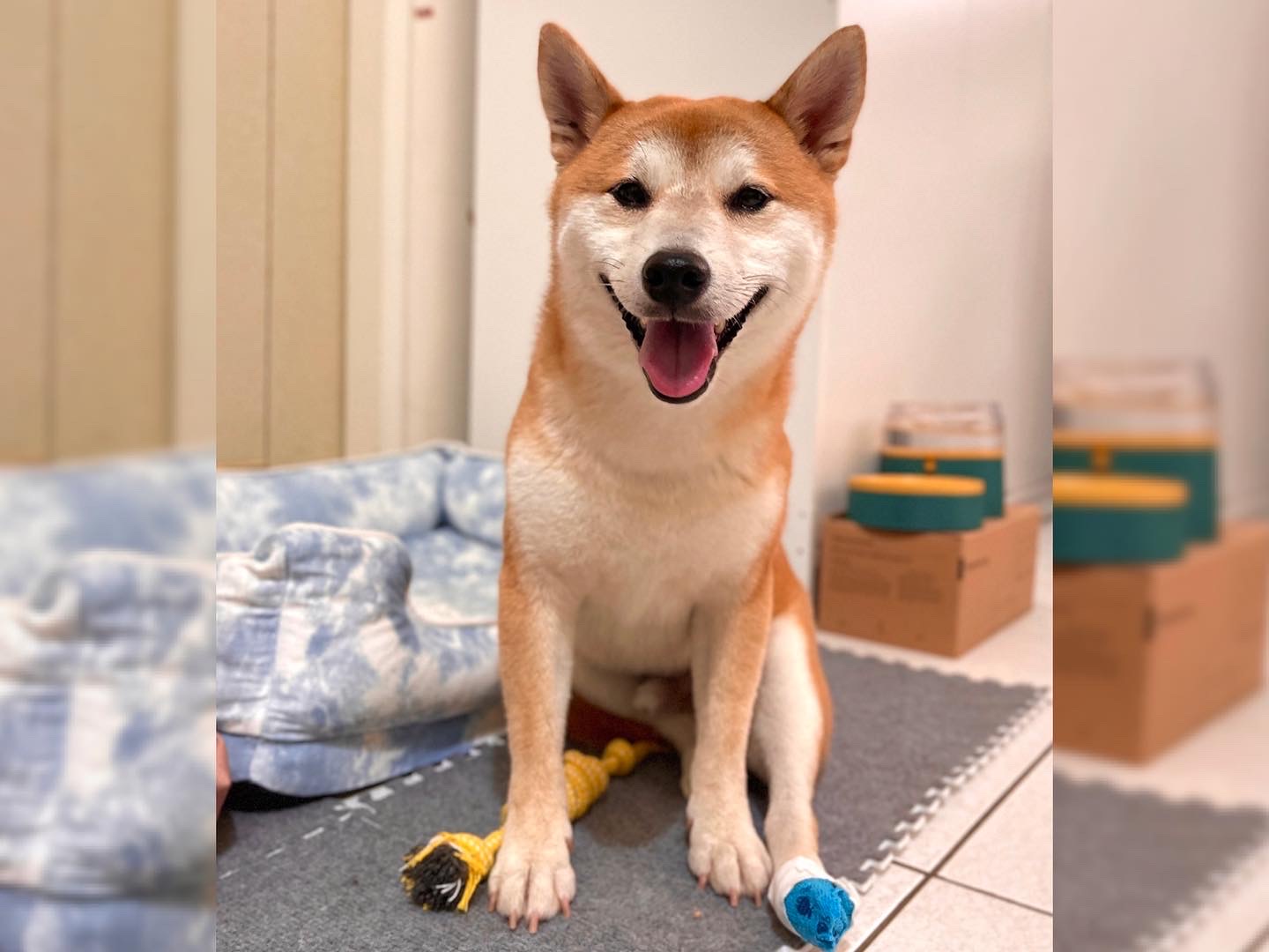 [開箱分享]治癒趾間炎的法寶【黃金盾】寵物傷口潔療噴劑