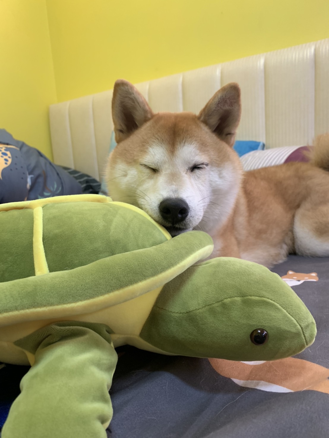 [相簿]我的海龜朋友