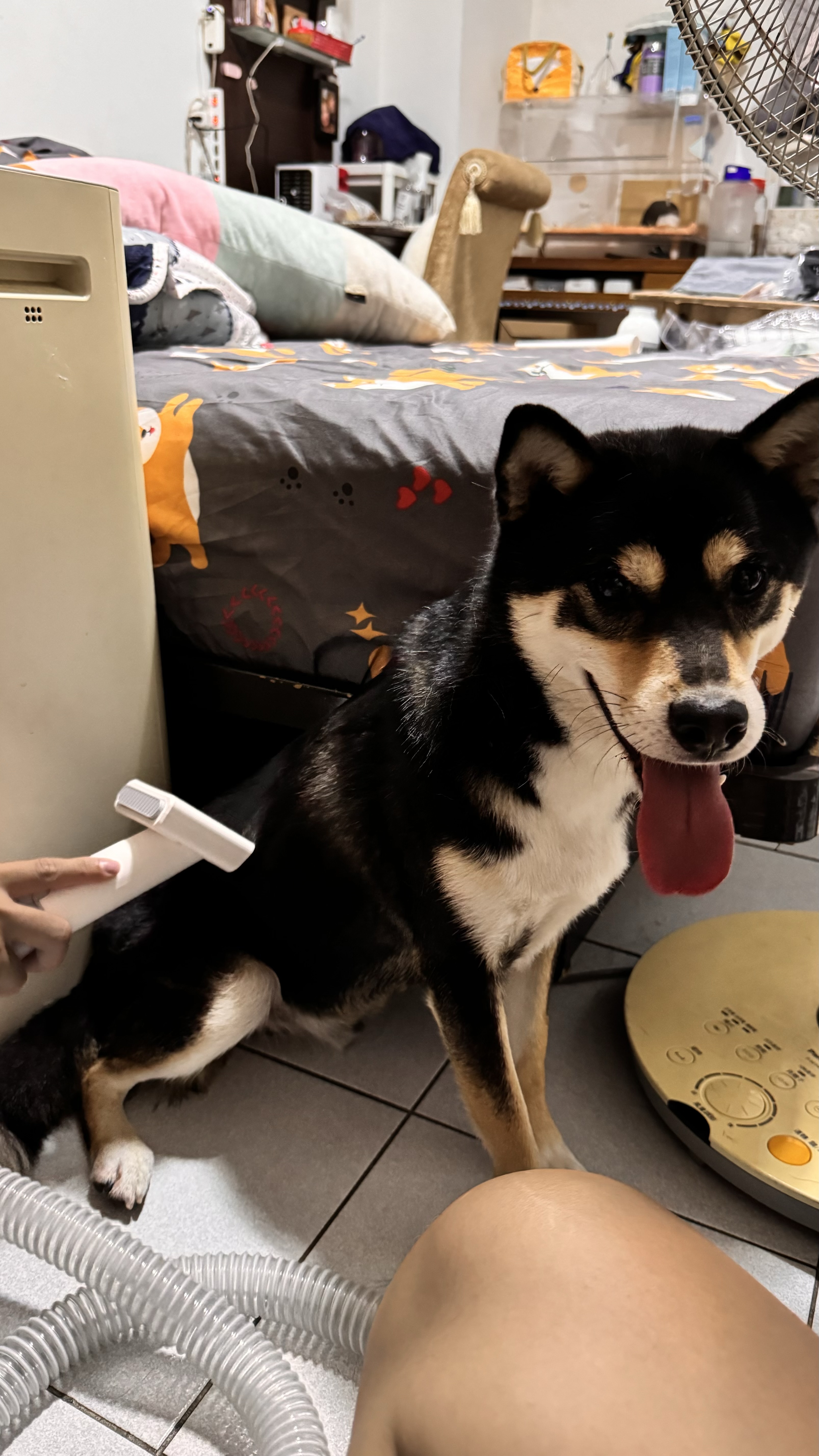 [開箱分享]延長保固  柴犬大學吸毛機開箱分享