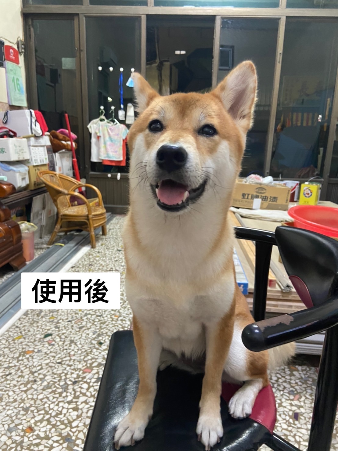 [開箱分享]柴犬球球｜使用woofield膠原蛋白心得分享