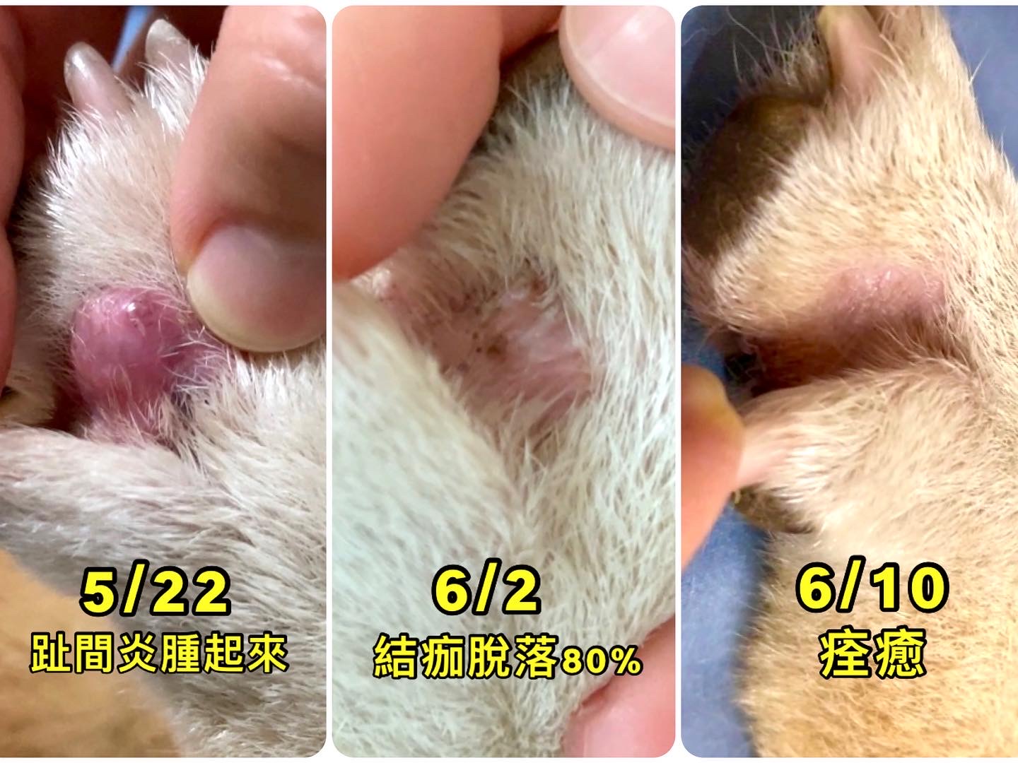 [開箱分享]治癒趾間炎的法寶【黃金盾】寵物傷口潔療噴劑