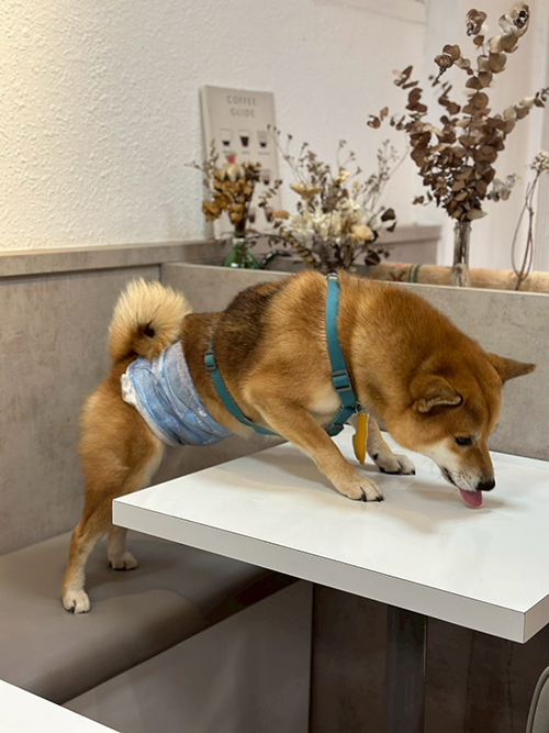 [優惠活動]雙十一優惠‼️嬌聯禮貌帶｜嬌聯寵物 Unicharm PET