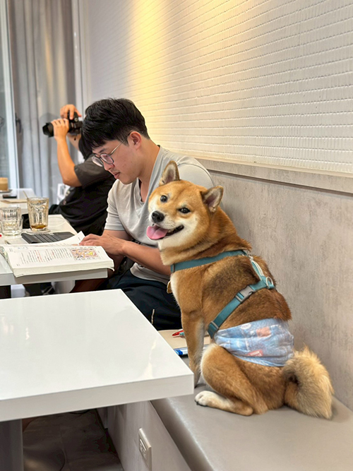 [優惠活動]雙十一優惠‼️嬌聯禮貌帶｜嬌聯寵物 Unicharm PET
