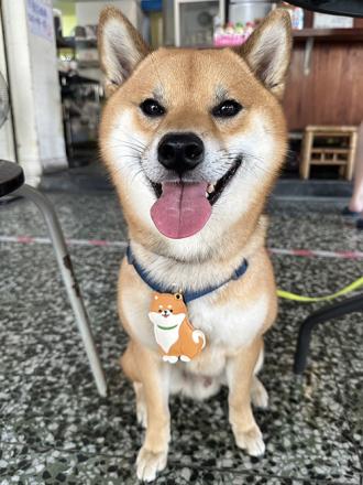 柴犬大學 無線定位器 Airtag平替款 防走失必備 (Apple Find My認證)  