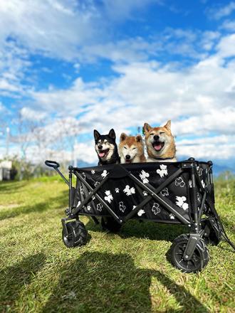15週年限定｜柴犬越野版聚攏型露營推車     