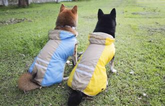 柴犬大學 MIT優質狗狗雨衣 穿脫方便 中、小型犬體型專用
