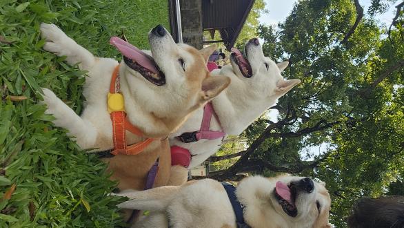 顏嘉伸帶著摩卡｀比比｀小乖來報到囉！