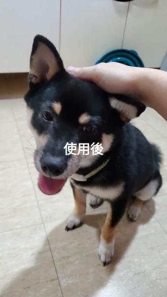 柴犬kuma｜分享試用的柴犬大學尤加利除蚤配方洗毛精(綜合討論)
