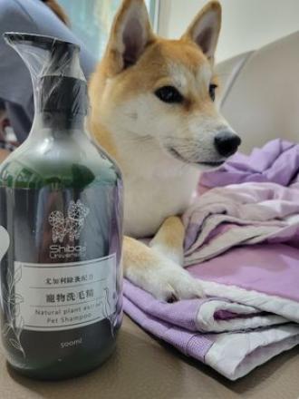 柴犬八百｜《柴犬大學試用員心得分享》植萃寵物洗毛精(綜合討論)