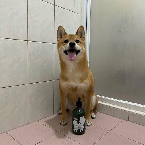 [綜合討論]柴犬Meeting｜柴犬大學 - 尤加利除蚤配方寵物洗毛精試用心得分享