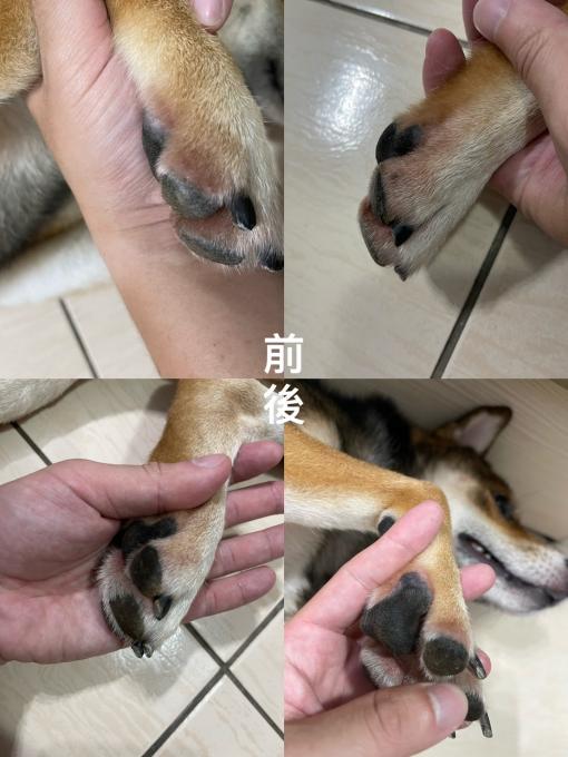 [醫療保健]柴犬憨吉&龍龍｜黃金盾-傷口組使用心得分享