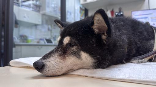 [醫療保健]關於14歲柴犬yoyo，洗牙+椎間盤檢查+血檢的由來