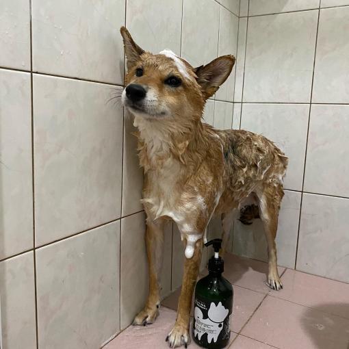 [綜合討論]柴犬Meeting｜柴犬大學 - 尤加利除蚤配方寵物洗毛精試用心得分享