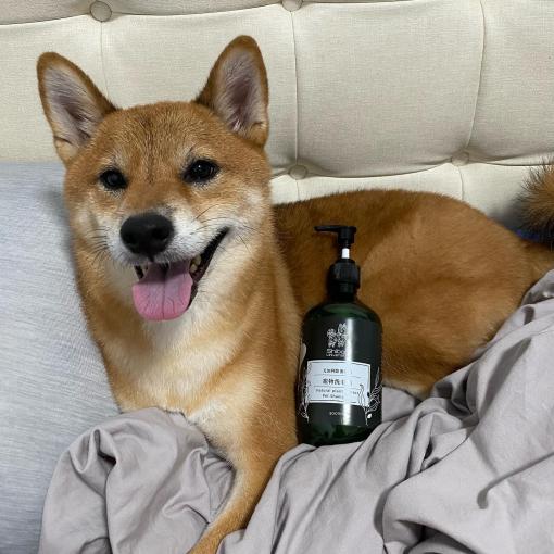 [綜合討論]柴犬Meeting｜柴犬大學 - 尤加利除蚤配方寵物洗毛精試用心得分享