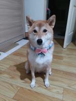 鬼蕉